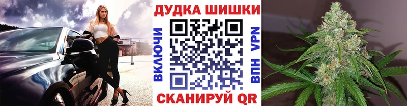 Канабис планчик  Салаир 